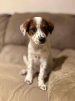 Spaniel Dogs Available for Adoption in Guilford, Connecticut - Ben | PetCurious