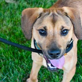 CHANCE -  Mixed Breed Dog for Adoption in Bowling Green, Ohio - CHANCE | PetCurious