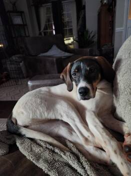 Pointer Dogs Available for Adoption - Available For Adoption - Jetta (SC, USA) | PetCurious