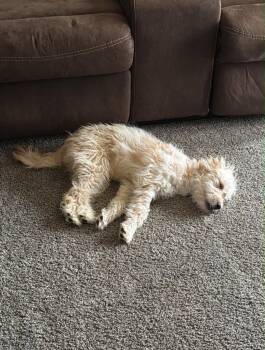 SPONSOR OR FOSTER ME - Cleo -  Poodle Dog for Adoption in Grafton, Wisconsin - SPONSOR OR FOSTER ME - Cleo | PetCurious
