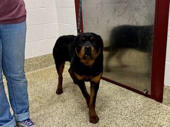 Rottweiler Dogs Available for Adoption - BOB THE BUILDER | PetCurious