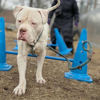 Pit Bull Terrier Dogs Available for Adoption - Malcolm ~ Coming Soon!!! | PetCurious