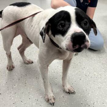 Terrier and Mixed Breed Dogs Available for Adoption in Indianapolis, Indiana - Ronan | PetCurious