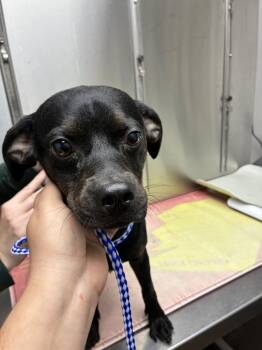 Puppuchino -  Terrier Dog for Adoption in Marietta, Georgia - Puppuchino | PetCurious