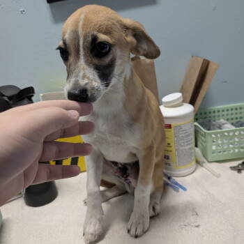 Rescue Jack Russell Terrier and Chihuahua Dogs for Adoption in Chico, California - RAICHU | PetCurious