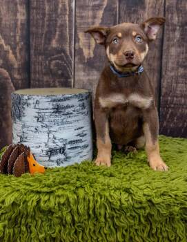 752-26 -  Shepherd Dog for Adoption in Brighton, Colorado - 752-26 | PetCurious