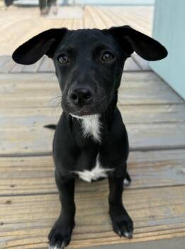 Zoe -  Chihuahua and Terrier Dog for Adoption in Gardnerville, Nevada - Zoe | PetCurious