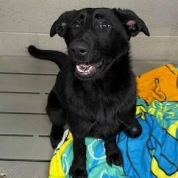 German Shepherd Dog and Black Labrador Retriever Dogs Available for Adoption - Athena | PetCurious