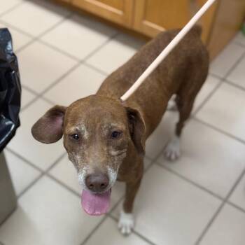 Angel -  Labrador Retriever Dog for Adoption in Starkville, Mississippi - Angel | PetCurious