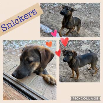 Rescue Mixed Breed Dogs for Adoption in Jena, Louisiana - Snickers | PetCurious