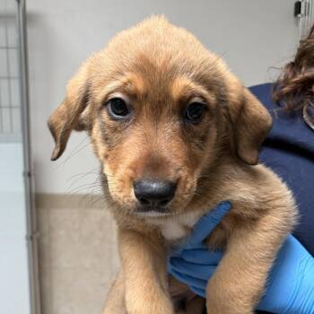 Great Pyrenees Dogs Available for Adoption in Ojai, California - Apple | PetCurious