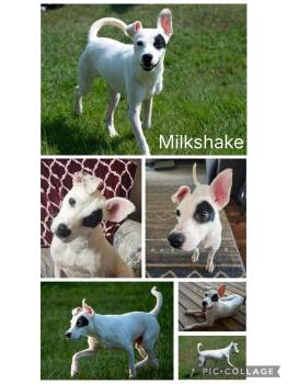 Milkshake -  Jack Russell Terrier Dog for Adoption in Enterprise, Alabama - Milkshake | PetCurious