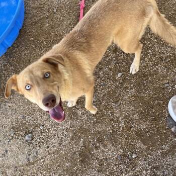 Baby Blue -  Mixed Breed Dog for Adoption in Las Cruces, New Mexico - Baby Blue | PetCurious