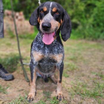 Bluetick Coonhound Dogs Available for Adoption in Centerville, Tennessee - Rocky | PetCurious