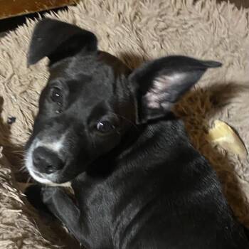 Rescue Pit Bull Terrier and American Staffordshire Terrier Dogs for Adoption in Smithfield, North Carolina - Lily | PetCurious