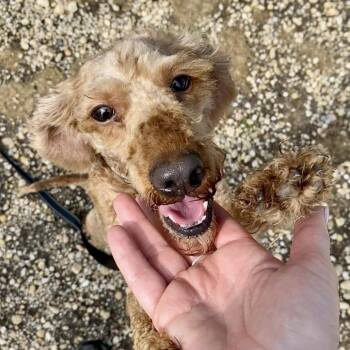 Lexi -  Poodle and Miniature Poodle Dog for Adoption in Quakertown, Pennsylvania - Lexi | PetCurious