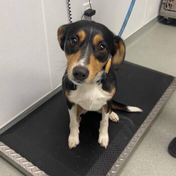 Mixed Breed Dogs Available for Adoption - Lilian | PetCurious