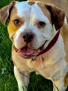 Dutchess -  American Staffordshire Terrier and American Bully Dog for Adoption in Latham, New York - Dutchess | PetCurious