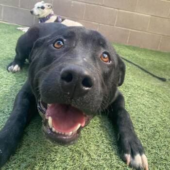 Mixed Breed Dogs Available for Adoption in Fort Collins, Colorado - Hippo | PetCurious