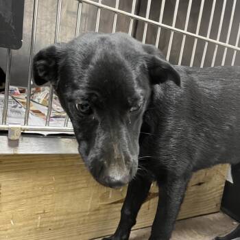 Adam -  Black Labrador Retriever Dog for Adoption in Birmingham, Alabama - Adam | PetCurious
