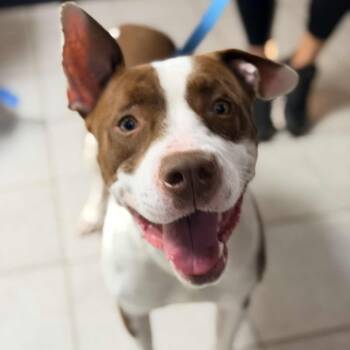 Rescue Mixed Breed Dogs for Adoption in Savannah, Georgia - Coffee Macchiato | PetCurious