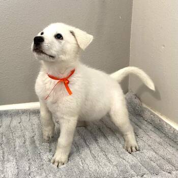 Blanc -  Great Pyrenees Dog for Adoption in Austin, Texas - Blanc | PetCurious