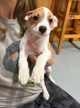 Hope -  Mixed Breed Dog for Adoption in Glenfield, New York - Hope | PetCurious