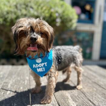 Forest -  Yorkshire Terrier Dog Available for Adoption in Pacific Grove, California - Forest | PetCurious