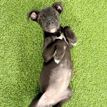 Pinto Beans 5012 -  Mixed Breed Dog for Adoption in Loxahatchee Groves, Florida - Pinto Beans 5012 | PetCurious