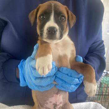 Mixed Breed Dogs Available for Adoption in Chapel Hill, North Carolina - Ray | PetCurious