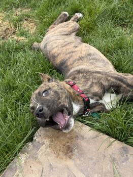 Pit Bull Terrier Dogs Available for Adoption in Oxford, Michigan - Apollo | PetCurious