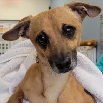 Mixed Breed Dogs Available for Adoption in Las Cruces, New Mexico - 103101 | PetCurious