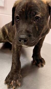 Mixed Breed Dogs Available for Adoption - KFC | PetCurious