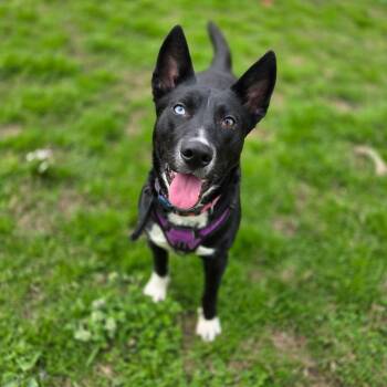Shepherd and Husky Dogs Available for Adoption in Chattanooga, Tennessee - Mama Dolo | PetCurious