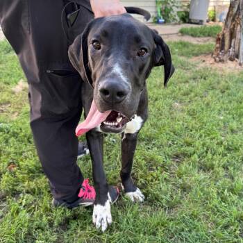 Chester -  Great Dane Dog for Adoption in Milford, Iowa - Chester | PetCurious