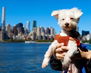 Bruce -  Maltipoo Dog for Adoption - Bruce | PetCurious