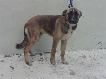 DAVID -  Belgian Shepherd Malinois Dog for Adoption in Houston, Texas - DAVID | PetCurious