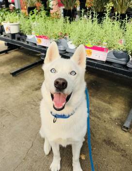 Rescue Husky Dogs for Adoption in Gatesville, Texas - Max | PetCurious