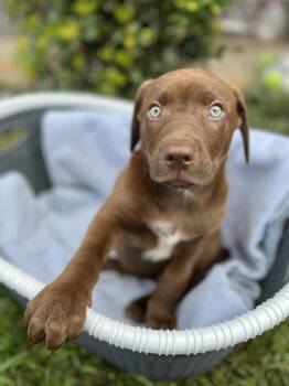 Chocolate Labrador Retriever and Black Mouth Cur Dogs Available for Adoption - Andie | PetCurious