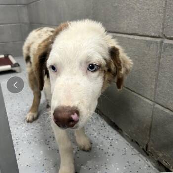 Noah -  Australian Shepherd Dog for Adoption in Huntsville, Alabama - Noah | PetCurious