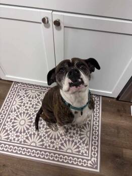 Boxer Dogs Available for Adoption - Lilah | PetCurious