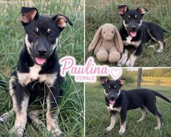 Pawlina -  Australian Shepherd Dog for Adoption in Zimmerman, Minnesota - Pawlina | PetCurious