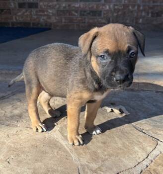 Rescue Shepherd and Mixed Breed Dogs for Adoption in Warr Acres, Oklahoma - Lark | PetCurious