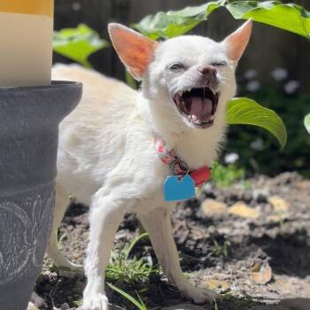 Chihuahua Dogs Available for Adoption in Oakland, California - Precious | PetCurious