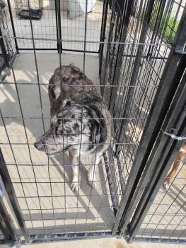 Percy -  Catahoula Leopard Dog Dog for Adoption in Brownwood, Texas - Percy | PetCurious