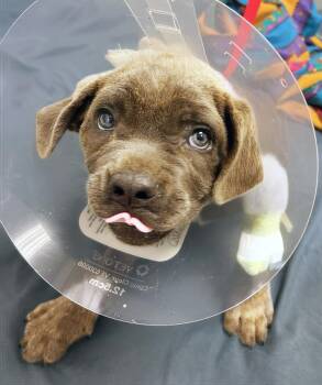 Opie -  Mixed Breed Dog for Adoption in Nashville, Tennessee - Opie | PetCurious