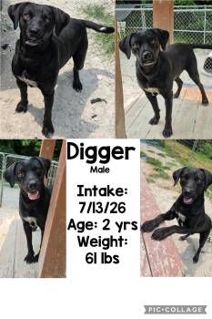 Digger -  Black Labrador Retriever Dog for Adoption in Staffordsville, Kentucky - Digger | PetCurious