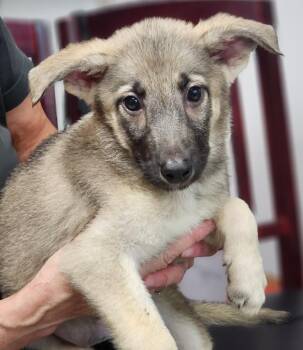 Hattie -  Shepherd Dog for Adoption in Walnutport, Pennsylvania - Hattie | PetCurious