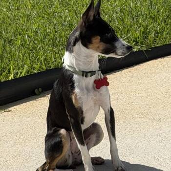 Tessarion -  Rat Terrier Dog for Adoption in Alafaya, Florida - Tessarion | PetCurious