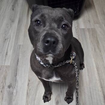 Rescue Terrier Dogs for Adoption in St. Louis, Missouri - Chickpea Salad | PetCurious